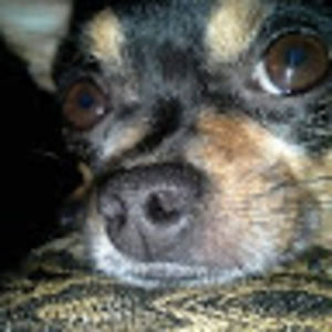 Meet your Posher, Audrey